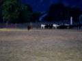 Team Penning Round One