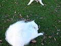 DSCN2586.MOV