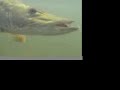 More Musky