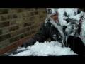 snowday