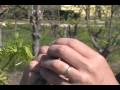 Pecan Grafting Demonstration