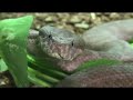 Macrovipera