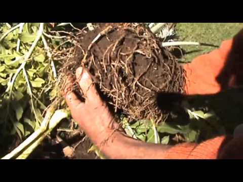 how to harvest yams