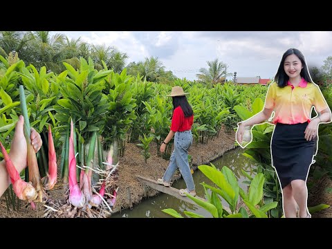 ปลูกข่าภายในพื้นที่ 2งาน สร้างรายได้ครึ่งล้านต่อปี