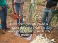 Cana corrigida - Alimentação do gado na seca
