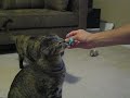 Stewie The Cat Eating Cotton Candy