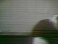 videos de BAYSARA FE CHITWA FEL BARRIO MALAGA OWWWW WA3RA