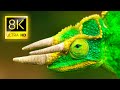 EXCEPTIONAL ANIMALS COLLECTION IN 8K ULTRA HD ..