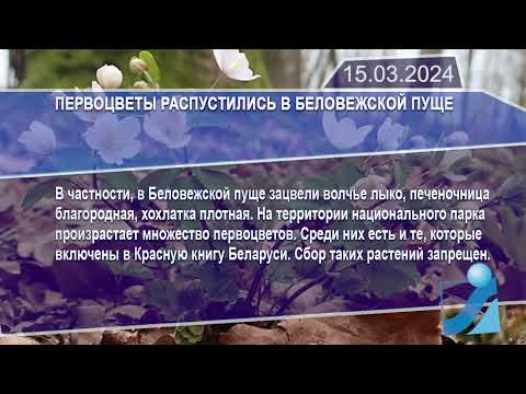 Новостная лента Телеканала Интекс 15.03.24.