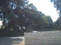 videos de autox TCC