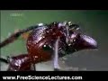 Cordyceps Fungus