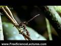 Cordyceps...