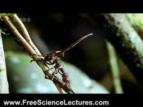Contamination d’une fourmi