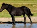 Rhythm of the Horse Rhythm of the Horse