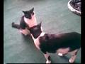 Daft Cats - Updated