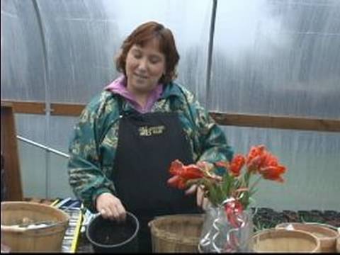 how to replant tulips from a pot