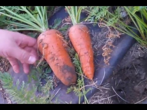 how to fertilize red tips