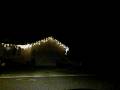 videos de christmas lights