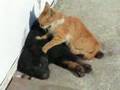 videos de Thai Massage