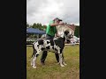 Dogshow Liv