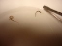 Helminths from goosefish
