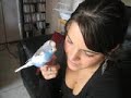 Travestiet parkiet Tweety Travestiet parkiet Tweety