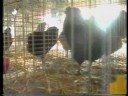 Geflügelschau in Schaphusen bei Oyten (1997)
