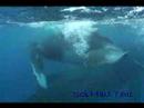 ???????????rurutu Is? humpback whale?No?3