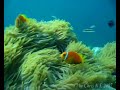 Maldives Scuba Diving Fihalhohi 2007