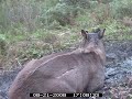daytime wallow young stag#3