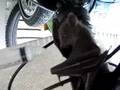 Feeding Batty
