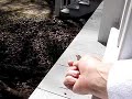 Feeding a mosquito to a lizard!