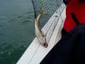 More Lake Erie Fishing