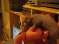 Ozzy my hairless mouse