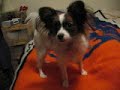 Izzy Barking, Growling and Making Funny Noise\