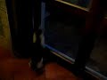 Gatto impaurito si schianta sul vetro