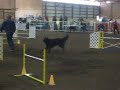 Lakota in AKC Agility @ Argus Ranch Ex JWW 04/25/2009