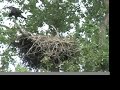 Victoria Bald Eagle Nest Sites
