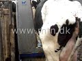 klovvask forebygger digital dermatitis