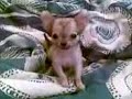 Mini Chihuahua Baby-Peaches