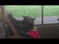 Click here to watch this video Vader and Jocasta cleaning each other