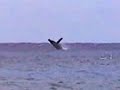 WHALES OFF SANDY BEACH, OAHU