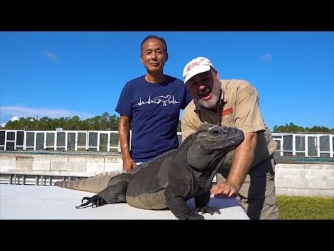 YouTube reptile video