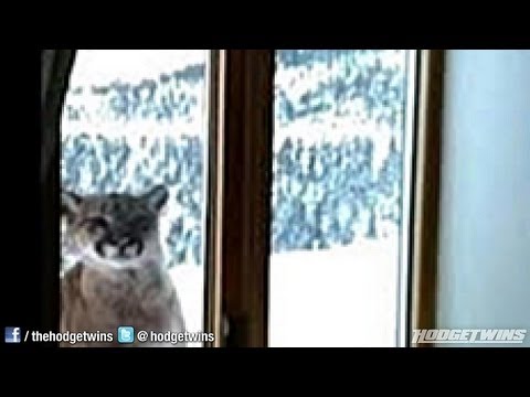 how to react to mountain lion