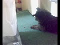 stupid dog