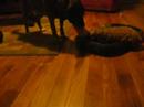 Fischer and Luq playing Fischer and Luq playing
