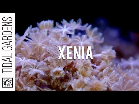 how to get rid of xenia coral