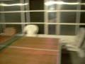 videos de PingPong Santaritero III