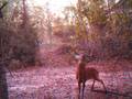 whitetail buck working scrape