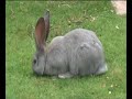 Rabbits - The Movie